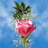 Mother's Day Roses | Global Rose