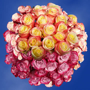 Rose Sh Bi-Color (OC) [Include Flower Food] (OM)