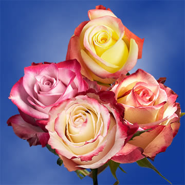 Multicolor Rose | GlobalRose