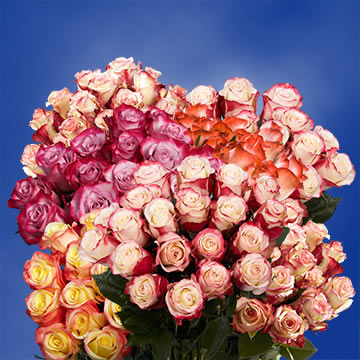 Multicolor Rose | GlobalRose