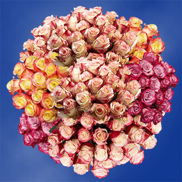 Multicolor Rose | GlobalRose