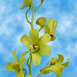 Orchids Fatima 40 (OC) For Delivery to California
