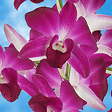 Orchids Skalaxy 70 (QB) For Delivery to Michigan