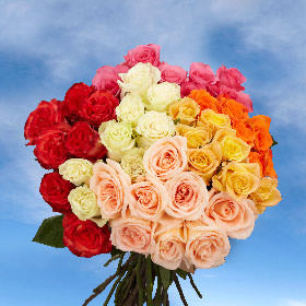 Rose Long Assorted (QB) [Include Flower Food] (OM)