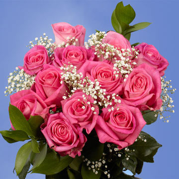 Rose Long Dozens Pink (OC) (Gypso and Green) [Include Flower Food] (OM)