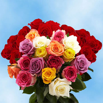 Rose Sh Seasonal (QB) [Include Flower Food] (OM)