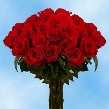 Rose Long Red (QB) [Include Flower Food] (OM)