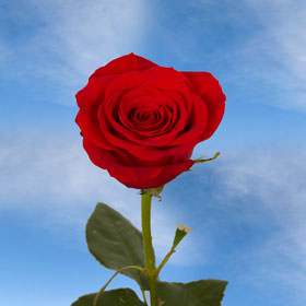 Next Day Delivery Valentine's Day Red Rose Delivery | Global Rose