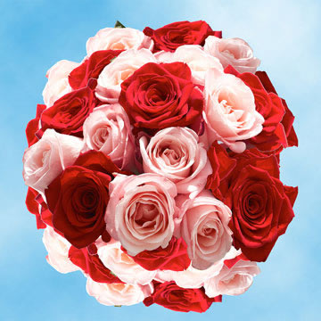 Rose Sh Seasonal (OC) [Include Flower Food] (OM)