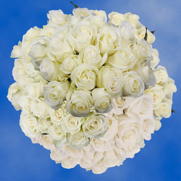 Rose Sh White (QB) [Include Flower Food] (OM)