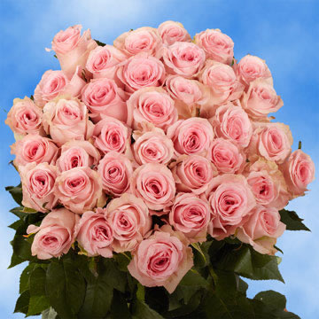 Rose Sh Pink (OC) [Include Flower Food] (OM)