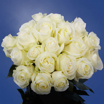 Rose Sh White (OC) [Include Flower Food] (OM)