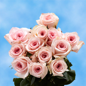 12 Pink Roses Free Delivery