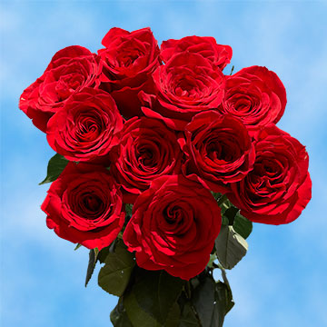 12 Red Roses Free Delivery
