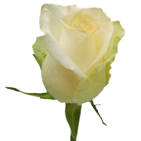 Alpe Dhuez White Rose Qty For Delivery to Vancouver, Washington