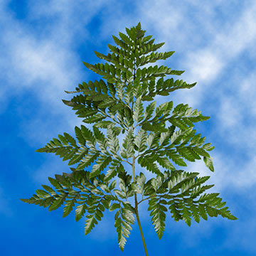 Leather Leaf 6 Bunches (OM)