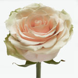 Pompeii Green Rose Qty For Delivery to Queens_Village, New_York