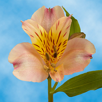 30 Sale Orange Alstroemerias