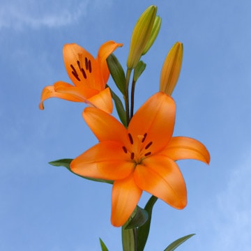Asiatic Lilies Globalrose