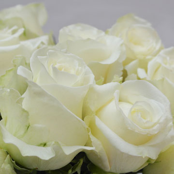 50 to 250 Alpe D'Huez White Roses