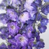 (OC) Delphinium Hybrid Assorted 12 Bunches For Delivery to Elizabeth_City, North_Carolina
