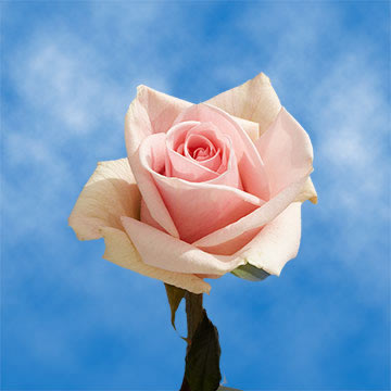 Order Assorted Roses For Mom Cheapest Price Online | GlobalRose