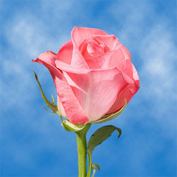 Order Assorted Roses For Mom Cheapest Price Online | GlobalRose