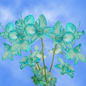 Dyed Blue White Orchids Flower Globalrose Order Dyed Blue White Orchids Flower Delivery