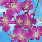 Orchids Lisa 70 (QB) For Delivery to California