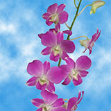 Orchids Lisa 40 (OC) For Delivery to New_York