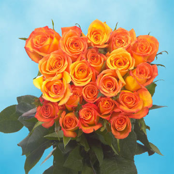 Rose Sh Orange (OC) [Include Flower Food] (OM)