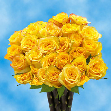 Rose Sh Yellow (OC) [Include Flower Food] (OM)