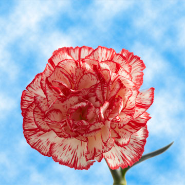 order what rainbow is color Carnations Peppermint  GlobalRose