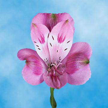 30 Peruvian Lilies for Sale