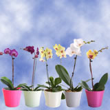 Phalaenopsis Orchids