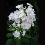 (QB) Phlox 12 Bunches For Delivery to Manhattan, New_York
