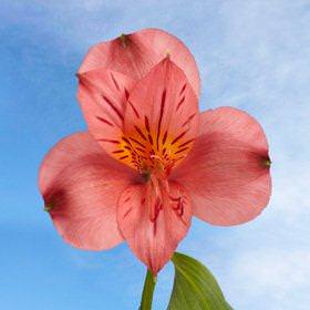200 Fancy Pink Alstroemerias