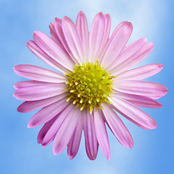 aster flowers globalrose