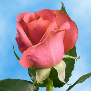 Light Pink Rose Petals - Bulk and Wholesale