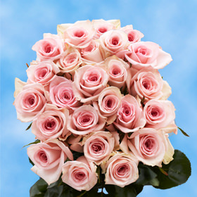 24 Pink Roses Free Delivery