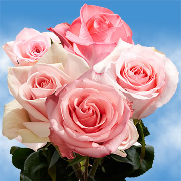 50 Birthday Pink Roses