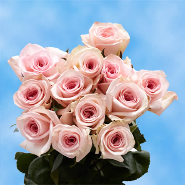 Light Pink Roses Mother S Day Flowers Free Delivery Globalrose Light Pink Roses Mother S Day Flowers Free Delivery
