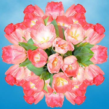 Qty of Pink Tulips