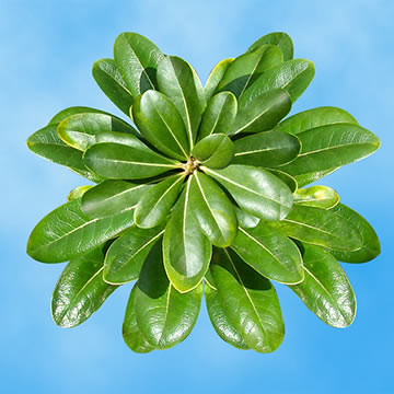 Pittoposrum 6 Bunches (OM)