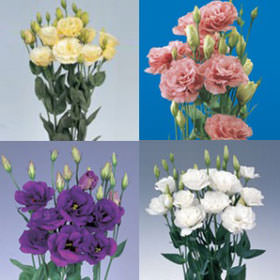 Premium Assorted Lisianthus Flowers | GlobalRose