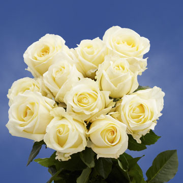 Premium Cream Roses | GlobalRose