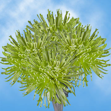 Premium Green Fuji Spider Mums | GlobalRose