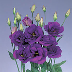 Tối Qua Premium-purple-lisianthus-flowers-globalrose