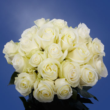 Pure White Roses | Global Rose