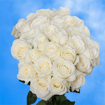 Pure White Sugar Doll Roses for Sale | GlobalRose